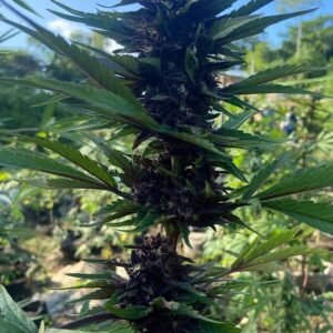 Weed Farm Tour Ocho Rios